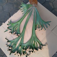 Platycerium willinckii roll tanaman