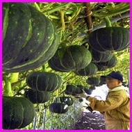 ♞ ◄ Squash Kabocha Seeds - Japanese Squash Seeds - Squash Seeds - Heirloom Squash Seeds - Rare Seed