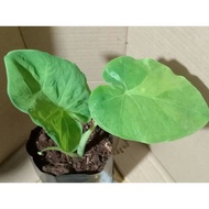 ออดิบด่าง (Colocasia​ Gigantea​ Hook.f.)