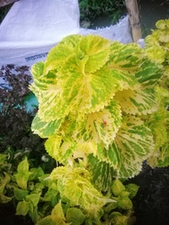 MAYANA COLEUS OR PATAK DUGO WITH DIFFERENT VARIETIES OF MAYANA  OUTDOOR PLANT ROOTED PLANTS LIVE PLANT LIVE PLANT