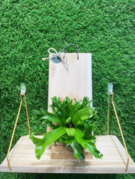 植蕨所在 鹿角山蘇 上板植物 水苔植物上板 觀葉植物 牆面裝