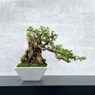 小品盆栽-福建茶 付石 盆景