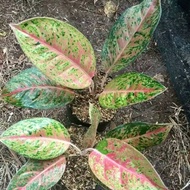 New Tanaman hias aglonema bigroy/aglaonema big roy/tanaman indoor