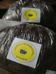 Binhi ng Kabuteng Saging - Spawn/Seed (Volva Mushroom Spawn) 500g