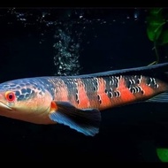 ikan Channa red Barito ukuran 12 13 cm gret A