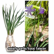 Pokok chives kucai Taiwan @ society garlic daun lebar dan lokio/jambak
