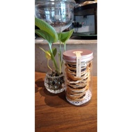 Dehydrated dried Lemon slices/ dehydrated dried range Slices