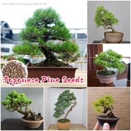 [Easy to grow in Malaysia] Bonsai Japanese Pine Tree Plant Seeds (50pcs/bag) 日本松种子 Potted Japanese B