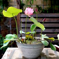 Singapore Stock  Bowl Lotus & Water Lily (Nelumbo & Nymphaea) Seeds | 20 Seeds | High Germination Ra