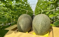 【台中溫室香甜有機卡蜜拉洋香瓜 2入裝(3斤x2顆)】哈密瓜皮薄果肉甜似西瓜 離地吊瓜溫室不淋雨栽培