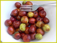 ✒ ┼ ¤ 10 RED CHINESE DATE TREE Edible Fruit Jujube Ziziphus Jujuba Yellow Flower Seeds
