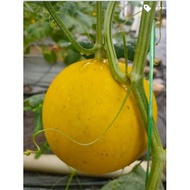 MELON MANIS TERENGGANU