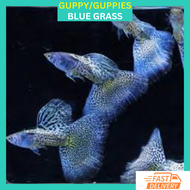 RFA High Grade Blue Grass Guppy Ikan Hidup Guppy