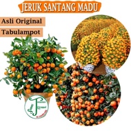 READY Bibit jeruk santang madu sudah berbuah