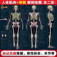 Anatomy Atlas Ergonomic Atlas Ergonomic Atlas Ergonomic Atlas Ergonomic Book Anatomy Train Ergonomic