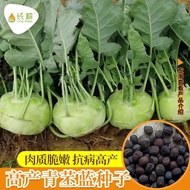 Cynthia Blue Seeds Tianjin Special Vegetables Fruit Cynthia Red Cynthia Cynthia Spring Autumn Seeds 