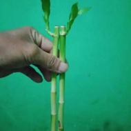 Lucky bamboo has sprouted ornamental plants, lucky bamboo, Chinese bamboo, lucky bamboo