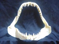 [馬加鯊嘴牙]24.公分馬加鯊魚嘴..專家製作雪白無魚腥味!..是標本也是掛飾.!. #18.24215