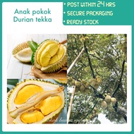 PBN - anak pokok durian tekka - pokok bunga nursery cepat rajin berbuah lebat fruit sapling buah sedap D160 musang queen