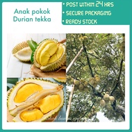 PBN - anak pokok durian tekka - pokok bunga nursery cepat rajin berbuah lebat fruit sapling buah sed