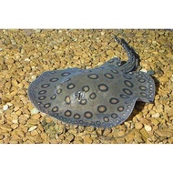ikan pari motoro