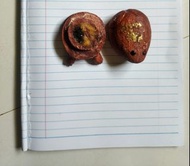 龍婆史他 蟾蜍 附恭請視頻