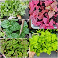 Benih Sayur Bayam Hijau , Merah , Malabar , Bangladesh Amaranth Seeds 5000pcs Spinach Seed Vegetable