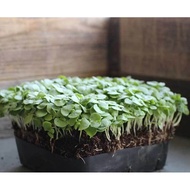 Sweet Basil (Genovese) Seeds for Growing Microgreens or Herbs (5g/25g)