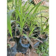 anak Benih pokok Napier pandan/dwarf