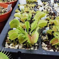 Dionaea Muscipula "South West Giant" Venus Flytrap Carnivorous Plant