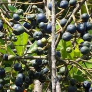 Bibit tanaman jenitri - pohon jenitri/genitri unggul OBRAL