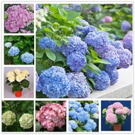 Ready Stock 5Pcs Bonsai Flower Seed Hydrangea Garden Plant Hydrangea Flower Pot Vase Seed Flower See