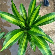 Brazilian Beauty Iron Hydroponic Brazilian Wood Lazy Green Plant Living Room Balcony Indoor Evergree