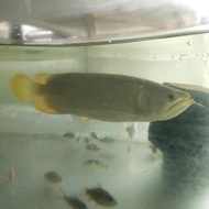 arowana banjar