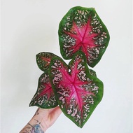 [ Hybrid ]Keladi pink hybrid/ caladium hybrid pink/ keladi pink bintik /caladium pink/ caladium white beauty