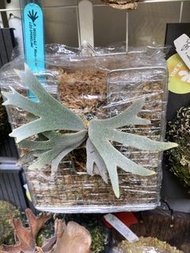 鹿角蕨 Willinckii moonlight dwarf spl
