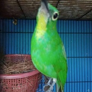 cucak ijo betina