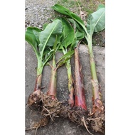 [Anak pokok Pisang / Banana seedling] # berangan # susu # nangka # rastali # cavendish # merah