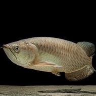 IKAN HIAS IKAN JARDINI ARWANA BATIK BIG SIZE Ready
