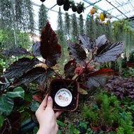 竹节秋海棠 Begonia Maculata Raddi |Old Man Garden