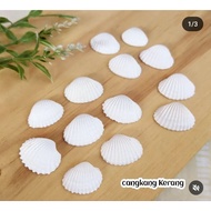 Shell shell price 15,500/ 15bj