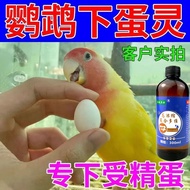 [Eat eggs] Parrot urges eggs to lay eggs quickly and Straw not [One Eat Eggs] Parrot Eggs to lay Egg