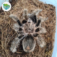 Tarantula Tliltocatl Albopilosum