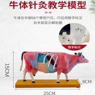 Bovine Acupuncture Model and Bovine Anatomy Model Animal anatomy model cow anatomy model Veterinary 