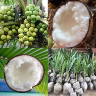 benih pokok kelapa jelly ori