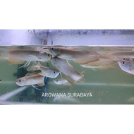Ikan Arwana Silver Red Silver Brazil 18-20 cm