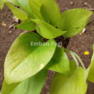 tanaman hias gantung sirih gading lemon bibit sirih gading lemon bibit srigading lemon bibit sirih g