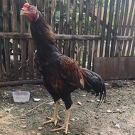 Ayam shamo brazilian jantan