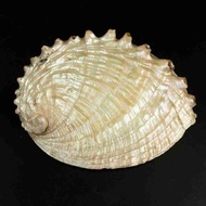 Haliotis gigantea巨型鮑魚 貝殼