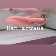 silver kuning arowana albino arwana